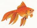 goldfish - I love goldfish. It is one of my favorite pets to have.