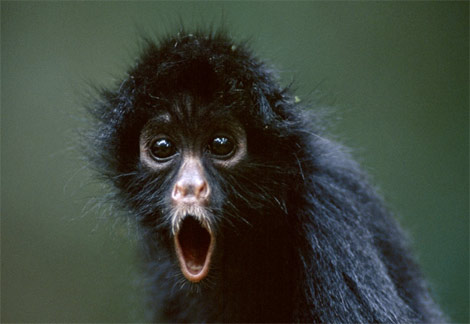 Black monkey - The monkey very angry and his mouth open.