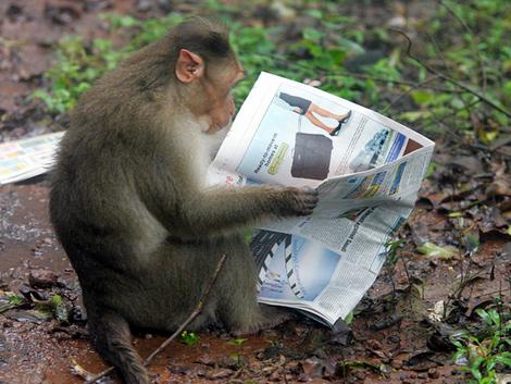 One monkey - The monkey read a new paper.
