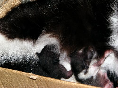 My cat and its babies. - My cat is having babies.
