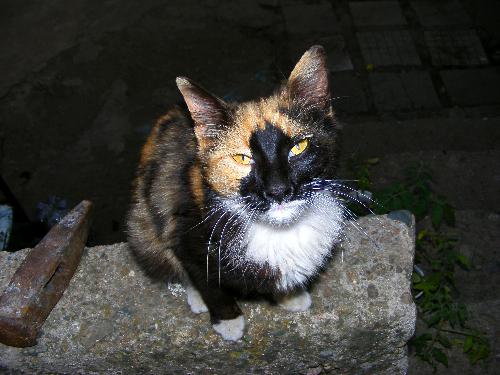 My third cat - I have three cats. I just love the animals :))