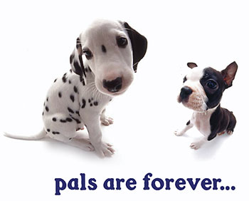 Pals are forever - A true friends will be forever.