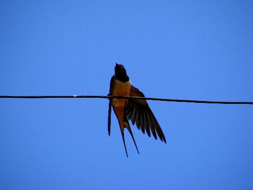 swallow - A swallow on a wire!
