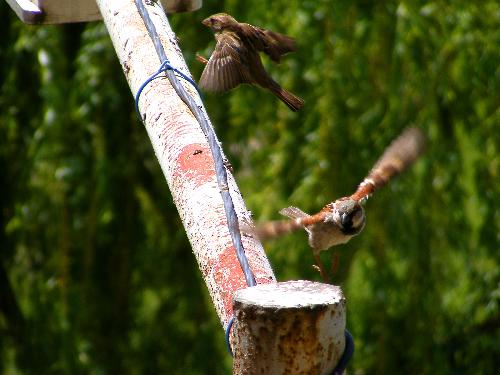sparrows - Two sparrows in action! Aren't they cute?