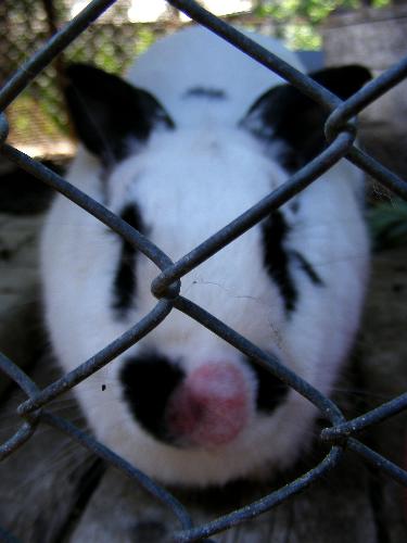 Rabbit - A rabbit with a smallpox. look at his big nose.