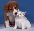 dog and cat - a photo with a dog and a cat