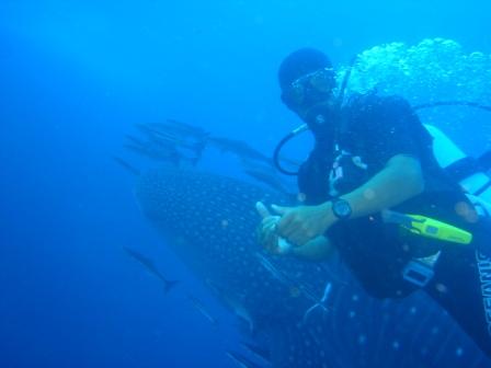 whale shark and me - A very exciting highlight of my diving experience,swimming next to the gentle giant