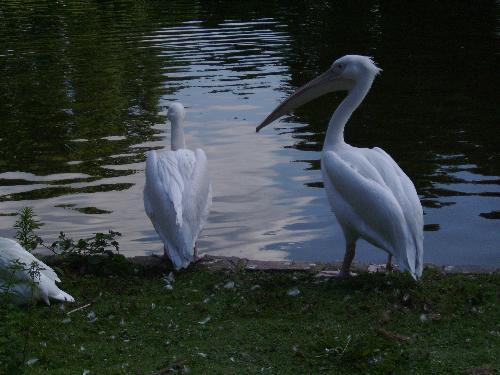 2 Pelicans and a third (tail :D) - Well i tried to capture 3 in this picture, but only got a 3rd tail instead of the full rascal ;)