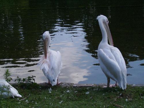 Scratching and cleaning - Well, the third pelican still isn't quite right in the picture but it's not like i could have told him to move more to the right.
