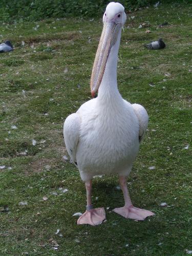 In your face ! - Well this is the tittle that inspired me when i looked at this lovely pelican picture.