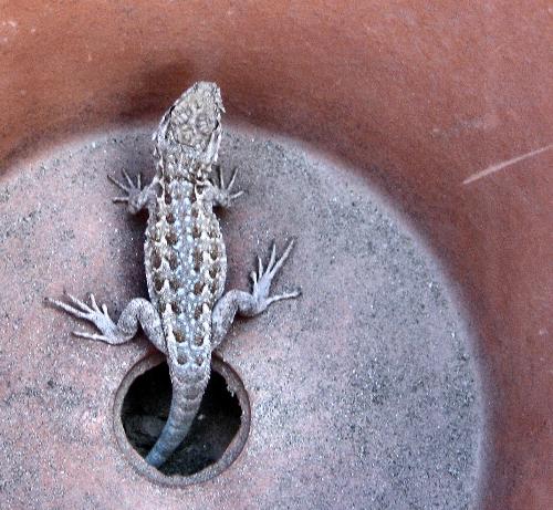 Lizard coming up into the light - He was hiding in the dirt under my flower pot and now he is crawling up through the drain hole.