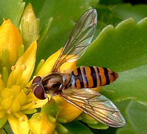 hoverfly - Compared with bees and wasps, hoverflies is good because it never tries to hurh others.