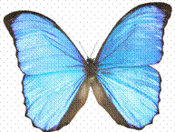 Butterfly - A blue butterfly