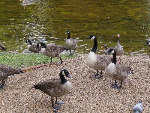 Mixed ducks - Well you can easily spot at least 2 duck species here in this picture. I must reasure you that there were actually at least 3 kinds presents that day, the 3rd one was a short duck (the one a bit bigger than a pigeon).