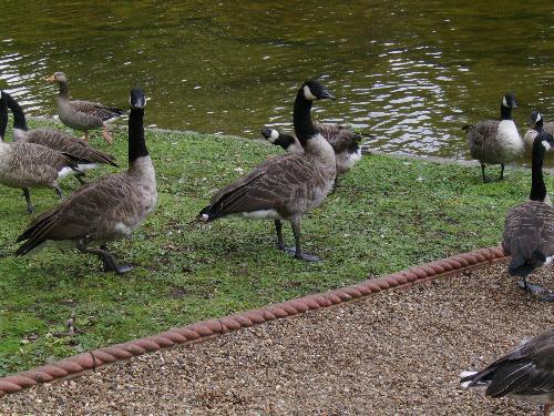 Can you spot the missplaced duck ? :D - Well, can you ? Hint - it's the only one with a different peak color :P