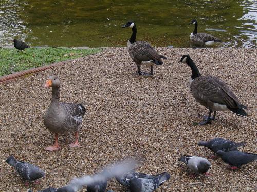 Mixed birds - How many species can you count in this picture ? Well give me a number.