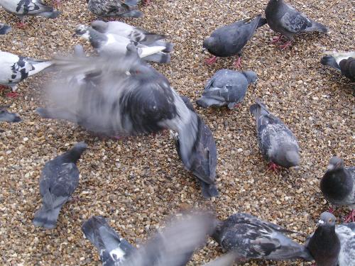 It starts... - Well what i mean is that this is the beginning of the 'massacre' of the pigeons and this happens when you bring birds seeds... to a lot of birds in a park :D