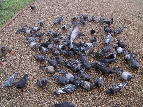 After a war, there comes peace ? - Well they seamed somewhat organized now (the pigeons i mean), for eating seeds. I was sorry for the ducks though, they only ate bread, no seeds and we had none on us.