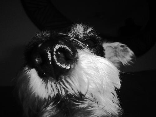 Pets - This is my miniature schnauzer Rudy. He's always curious, always loving, and always loyal. If you can't count on anything else in life, you can always count on man's best friend.