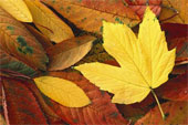 Leaves - Fall weather, pretty, colorful leaves, playing in the leaves, raking