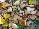 dry leaves - dry leaves keeps falling.