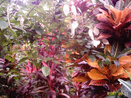 Cluster of flowers - It is not easy to lay out a garden with fixed patterns. Clusters take care of colour in gardens