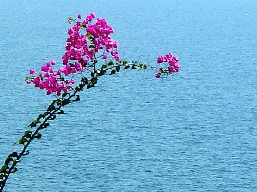 Nature Portrait - A picture from nature collection