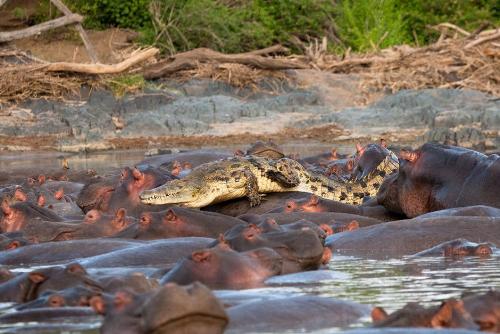 an amazing picture - A crocodile is crawling on the back of some hippopotamus.