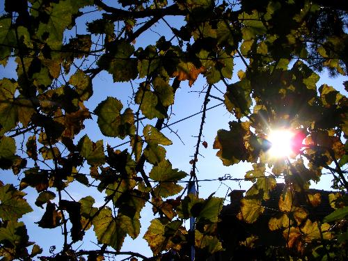 Autumn leaves - A tree durind the autumn.