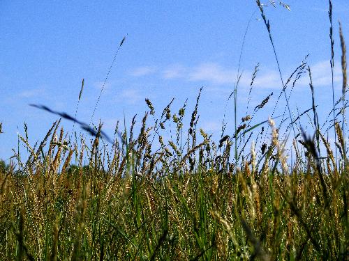 The green fields - The green highland fields in Shumen.