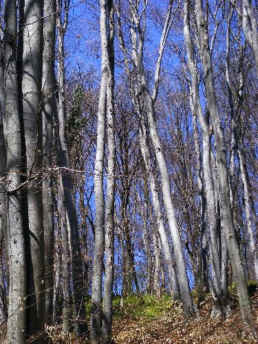Trees - The forest near Shumen is so wonderful and you can go for a walk the whole day long