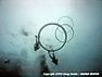 bubbles - divers can do rings too with water