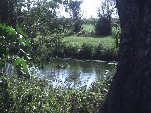 Gator Country FLORIDA - Avon Park, Fl...know there are some gators in these parts!!!
