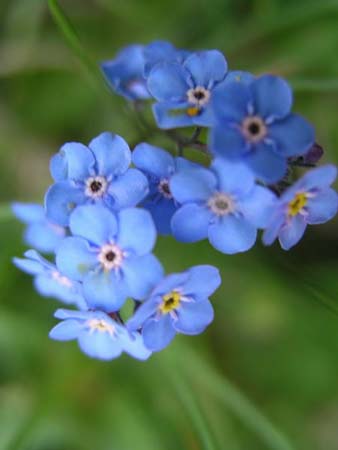 flowers - blue flowers