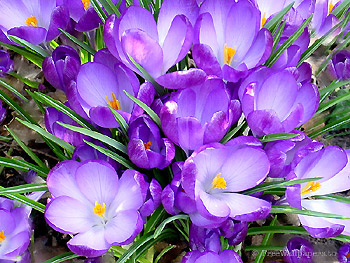 flowers - nice flowers