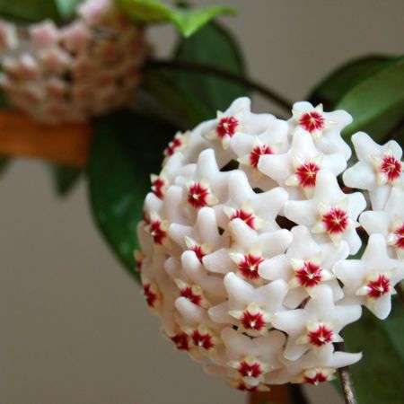 caera flower - flower