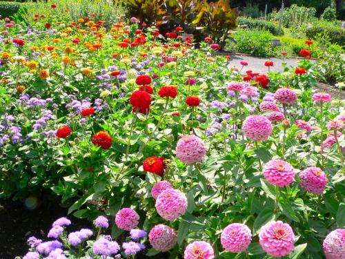 flowers - nice flowers