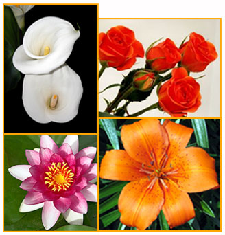 flowers - nature