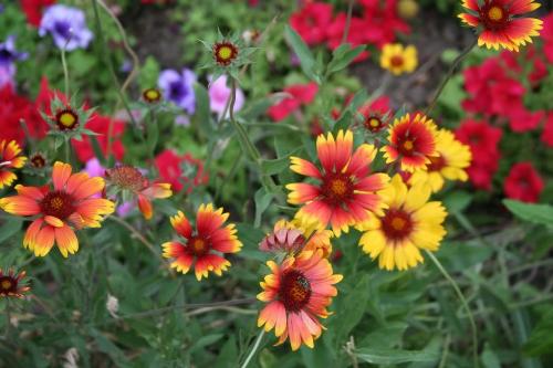 nature - flowers