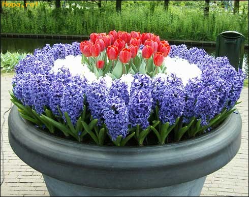flowers - nice flowers