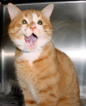 cat - little cat