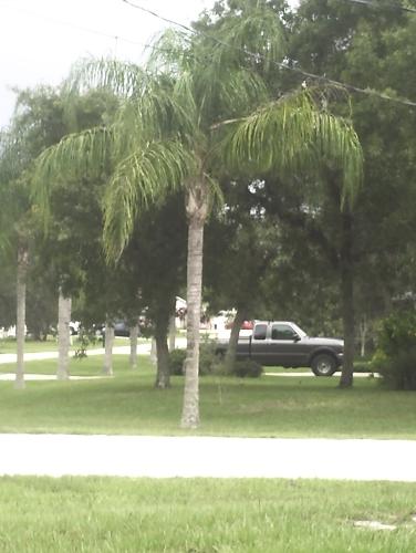 palms in Florida - Florida Palm trees.