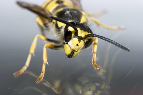 bug - animals