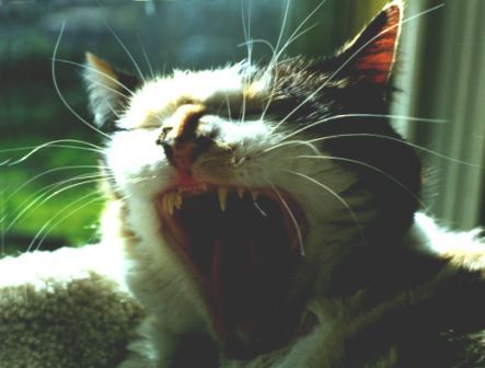 animals - cat