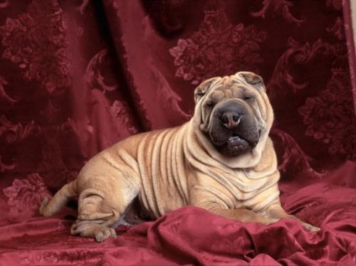 dog - beautiful