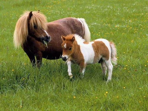 freind's - animals