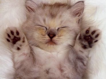 cat - nice one
