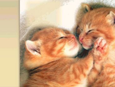 sisters - cats