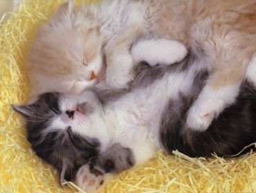 brothers - cats