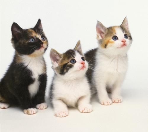 hello - pick one of us